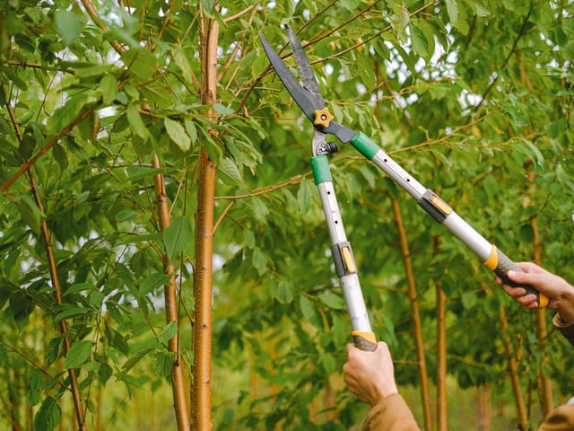 Tree Trimming & Pruning