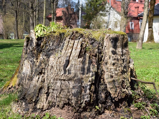 Stump Removal